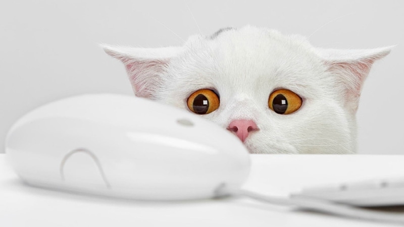 computer mice, white, animals, cat, computer, orange eyes, bright, 1080P