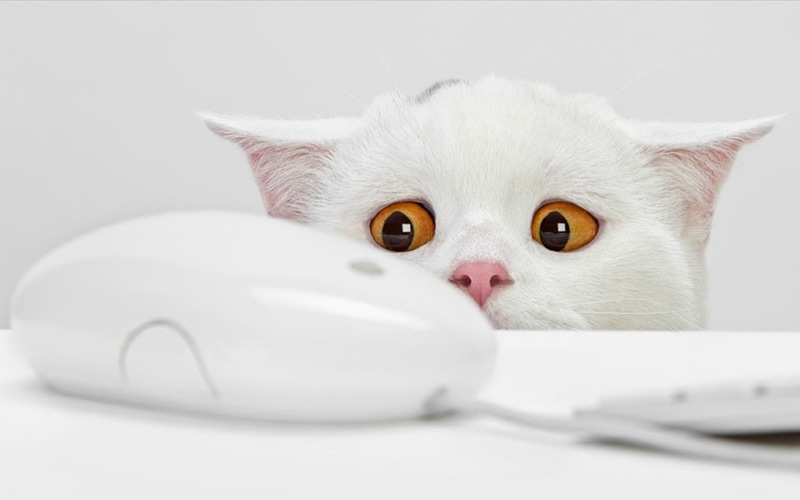 animals, yellow, mice, computers, background, funny, white, 1080P, Keyboards, Simple, eyes, cats