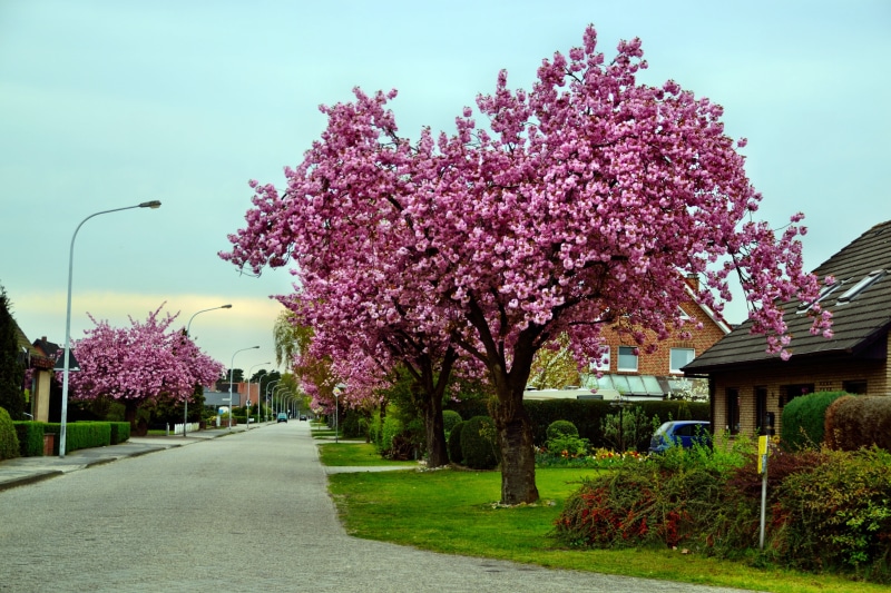 purple, pink, spring, growth, direction, architecture, white, brown, sky, road, fragility, beside, subdivision, flower, plant, outdoors, clouds, no people