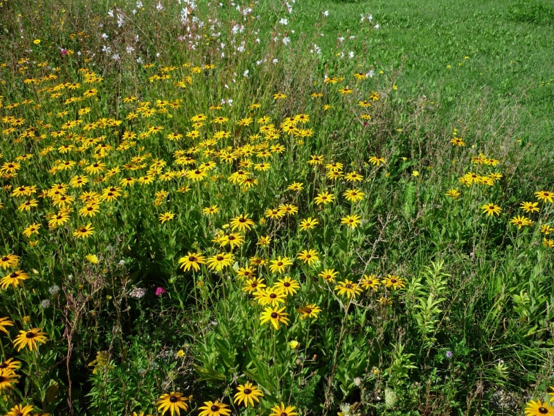 flowering plant, no people, beauty in nature, flower head, vulnerability, flowerbed, flower, yellow, bed, freshness, 1080P, sun hats, growth, day, residential area