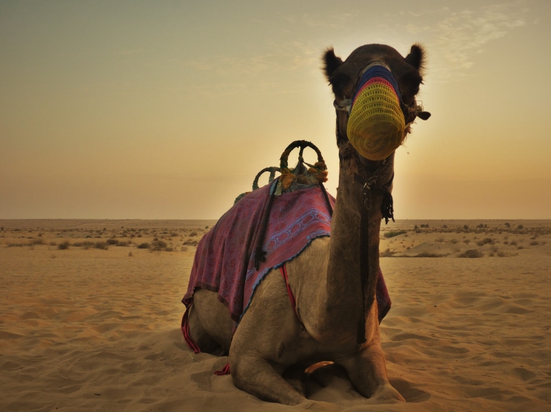 domestic animals, outdoors, lifestyles, horizon over water, nature, sunset, beauty in nature, horizon, dubai, water, traditional clothing, clothing, hat