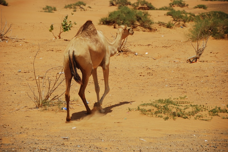 u a e, climate, 4K, camel, vertebrate, sun, land, full length, walking, mammal, outdoors, dust, animal wildlife, animals in the wild, jeep tours, animal themes