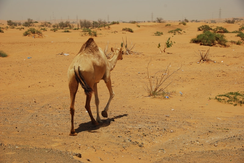 vertebrate, u a e, day, safari, desert, desert camp, no people, livestock, nature, camels, land, sand, sunlight, landscape, jeep safari, animal wildlife