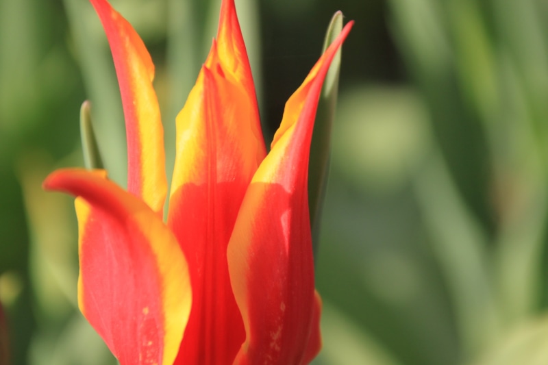 tulips, focus on foreground, inflorescence, peace, the setting sun, beach, souvenir, sparkle, blue, nature, maidens tower kiz kulesi, flower head, sky