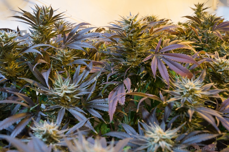 bud, legalize, green, close-up, gardening, food, nature, medicine, drug, plantation, garden, pot, growth, outdoors, herbal, weed, leaf, healthcare and medicine