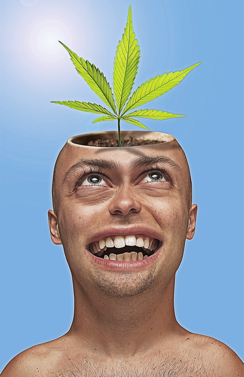 ganja, smiling, marijuana, man, young adult, weed, head, caricature, toothy smile, portrait, plant part, legalize, cartoon, healthcare and medicine, nature