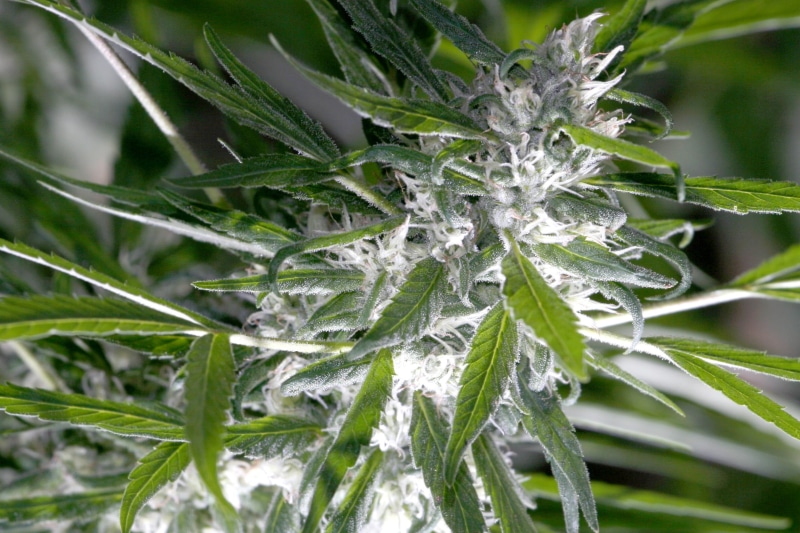 pine tree, weed, nature, leafed, green, coniferous tree, trichomes, marijuana - herbal cannabis, cannabis, food, shallow, outdoors, day, 1080P, green color