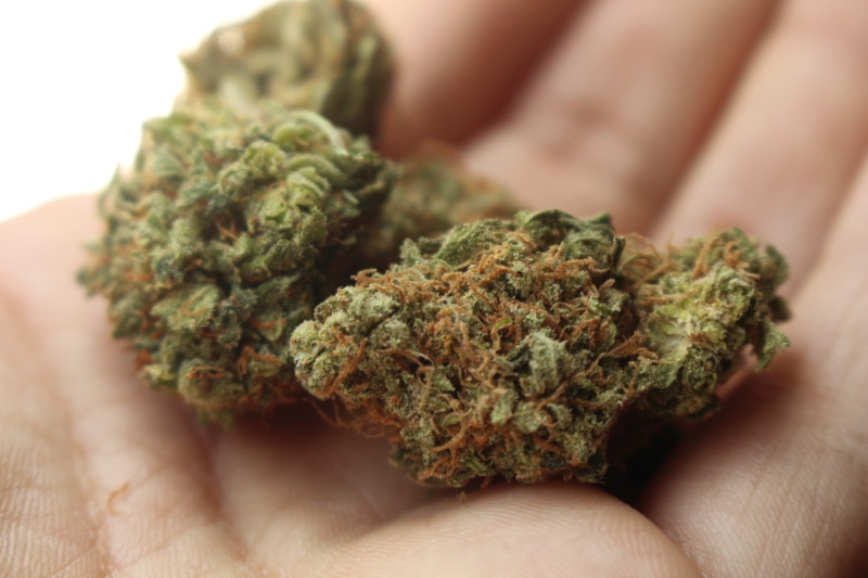 high, green, 5K, mmj, thc, indoors, marijuana - herbal cannabis, herb, ganja, narcotic, strain, herbal medicine, selective focus, frosty, cannabis plant