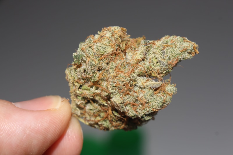 420, person, 5K, hand, nug, pot, medical, human body part, finger, medical marijuana, mmj, food and drink, medical cannabis, holding, kush, human hand