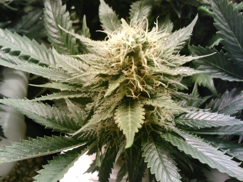 flower, day, narcotic, green color, healthcare and medicine, herbal medicine, no people, growth, weed, Marijuana, food, herb, cannabis plant, buds, nature