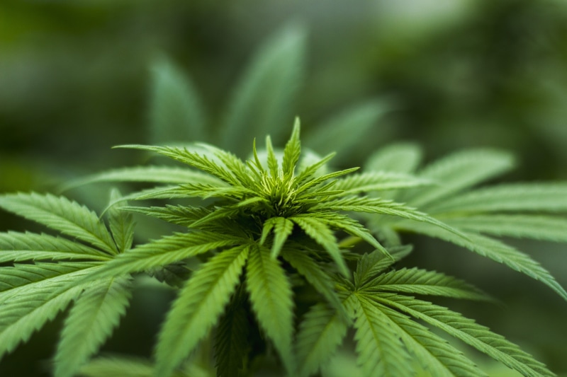 green, leaf, no people, medical, farm, herbal, recreational drug, narcotic, close-up, green color, alternative, beauty in nature, natural, organic, cannabis