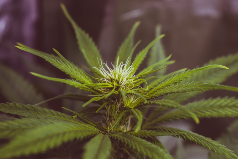 flower, food and drink, close-up, cactus, cbd, moss, mariguana, marihuana, cannabis, day, nature, beauty in nature, no people, green, herb, cannabis plant