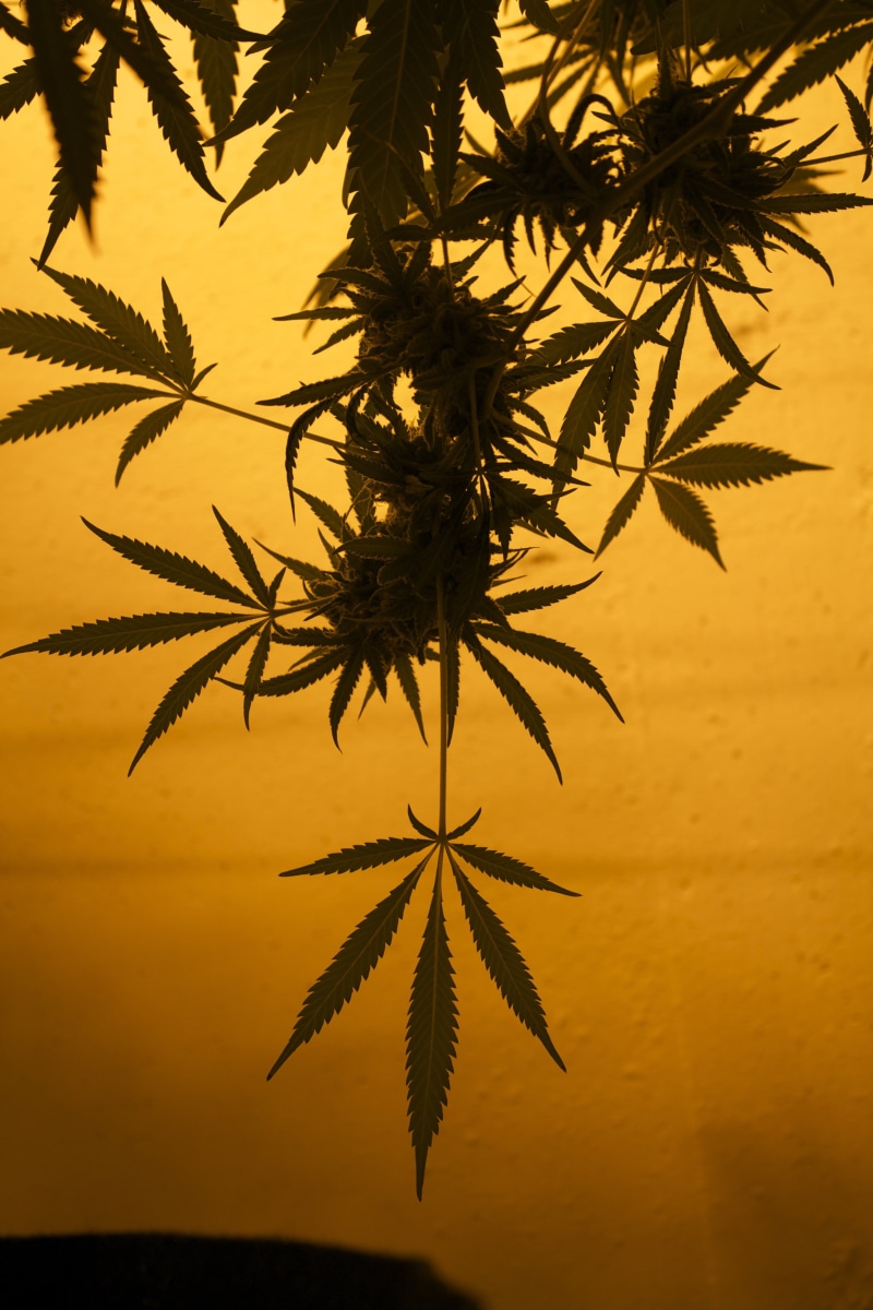 plant, medical, focus on foreground, marijuana, leaf, leaves, orange color, outdoors, sunset, sky, plant part, yellow, herb, mmj, foliage, smoke, cannabis