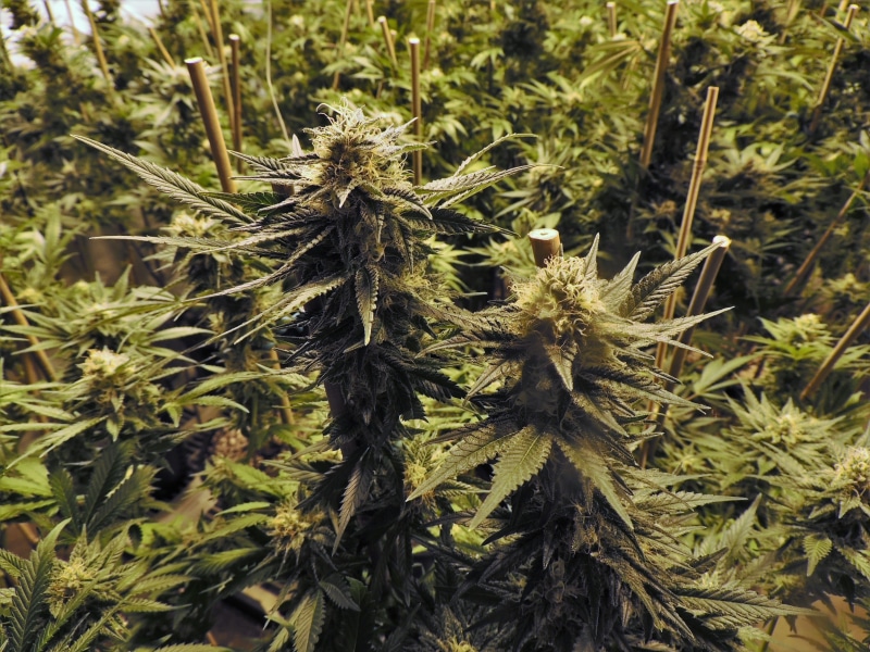 pot, field, day, indoor, green color, healthcare and medicine, land, focus on foreground, cannabis, marijuana, food and drink, plant, marijuana - herbal cannabis