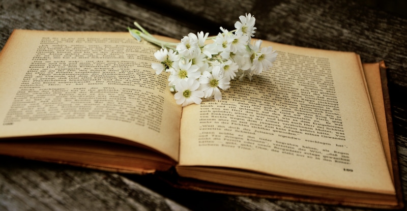 table, stone herb, publication, 5K, paper, nature, communication, book pages, flowering plant, no people, bible, indoors, wood - material, book, white daisy