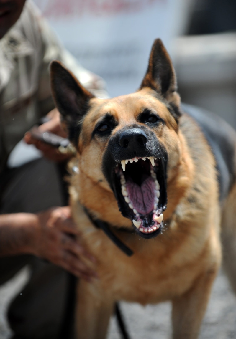 1080P, purebred dog, mouth open, standing, working dog, close-up, barking, attack, shepherd, handler, domestic animals, warning, people, photo, one animal