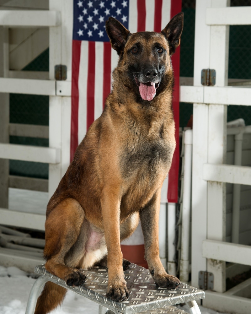 german, focus on foreground, outdoors, dog, looking at camera, mouth open, brown, animal, german shepherd, domestic animals, day, trained, american, architecture