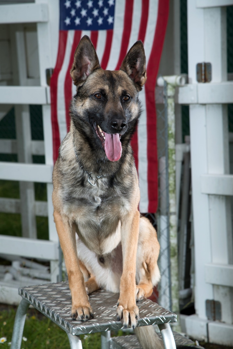no people, day, obedient, domestic animals, german shepherd, standing, architecture, Military, attentive, portrait, sitting, Dog, domestic, flag, Canine