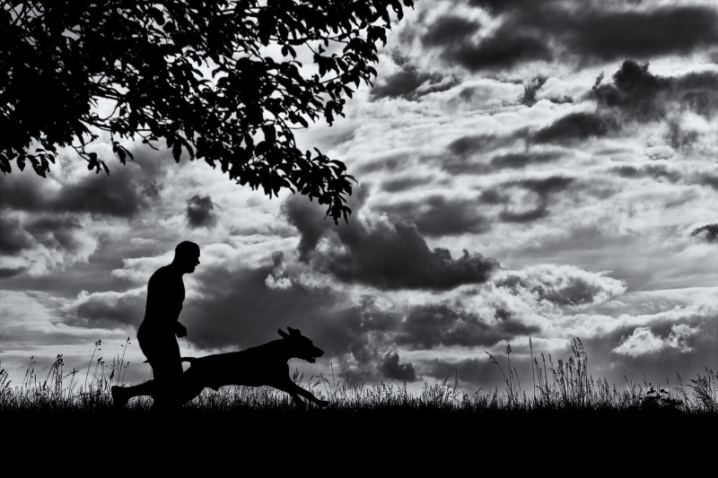 running dog, silhouette, people, mammal, dog, land, adult, 1080P, man and dog, animal themes, cloud - sky, tree, adults only, grass, outdoors, runs, plant