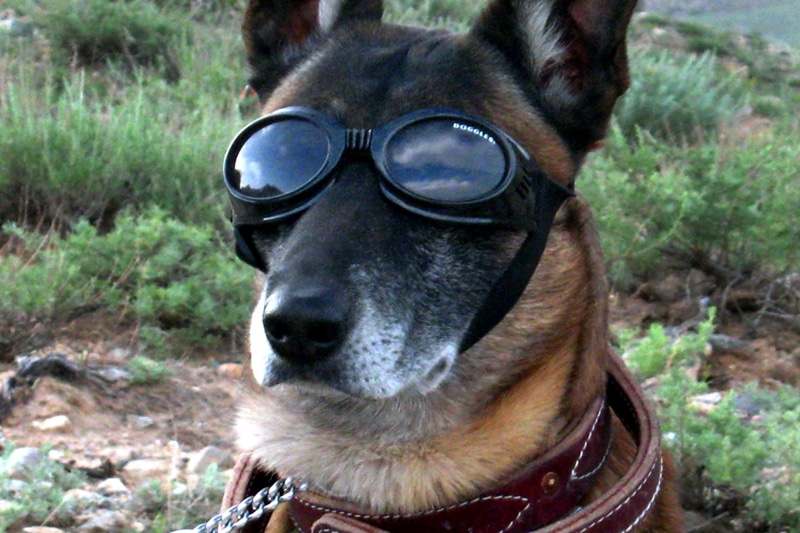 humor, purebred Dog, animal, day, vertebrate, german shepherd, canine, military, sunglasses, dog, pets, animal themes, snout, goggles, trained, cute, funny