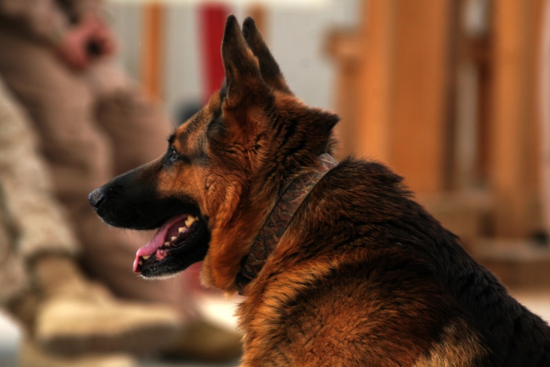 profile view, photography, wearing, sitting, facial expression, collar, close-up, purebred dog, domestic, portrait, animal themes, companion, looking, selective