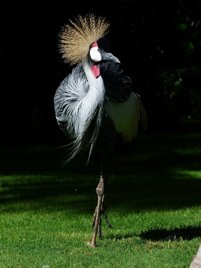 4K, balearica regulorum, south africa grey crowned crane, tufts of hair, gruidae, vertebrate, one animal, plant, focus on foreground, animal wildlife