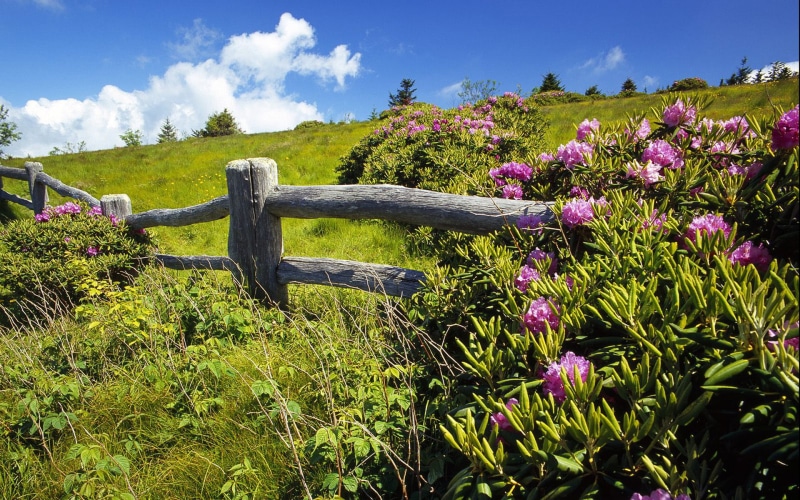 state, flowers, 1080P, roan, park, carver, mountain, north, rhododendrons, landscape, gap, carolina, s, hd