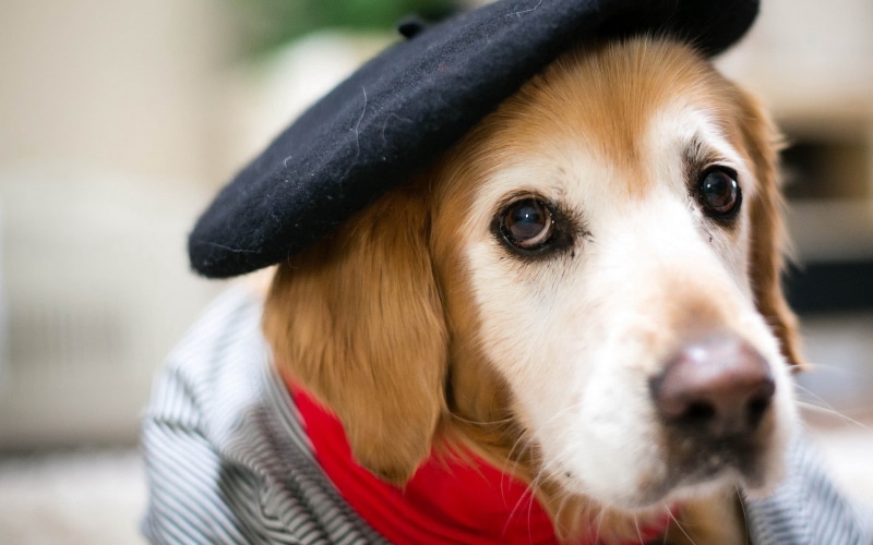 dog, animals, 1080P, hat, berets