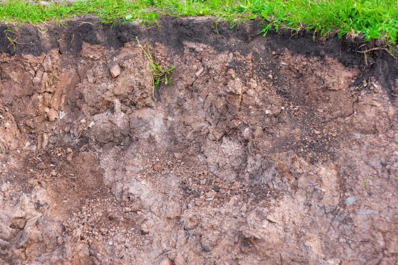plant, dirt, earth, closeup, gardening, green, ground, 2K, land, slit, brown, leaf, agriculture, mud, sliced, farm, environment, open-cast, context, outdoors