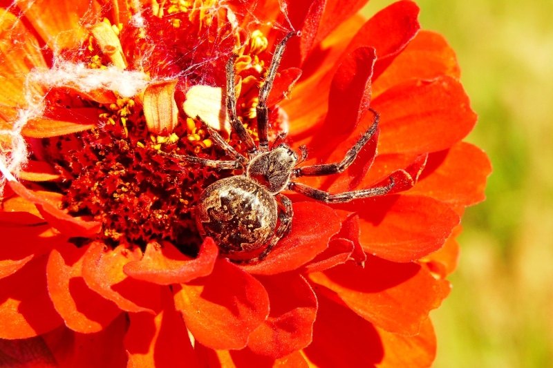 petal, flower head, phobia, invertebrate, growth, scary, 2K, garden, animals, hairy, vulnerability, kołosz slit, beauty in nature, insect, plant, arachnids