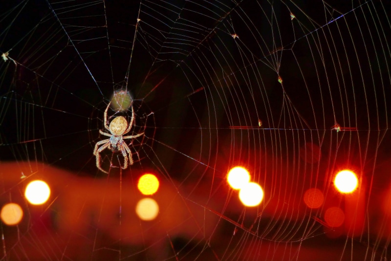 alive, vulnerability, nature, light, orange color, illuminated, glowing, scary, focus on foreground, kołosz slit, color, phobia, cobweb, lighting equipment