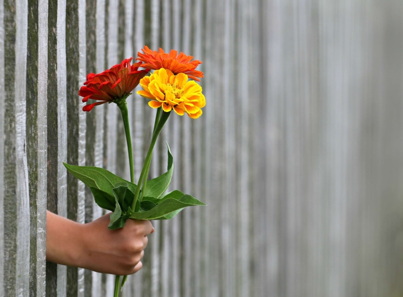 emotions, body part, hand, gift, flower, nature, one person, growth, slit, petal, flowering plant, fence, romance, plant, holiday, freshness, human body part