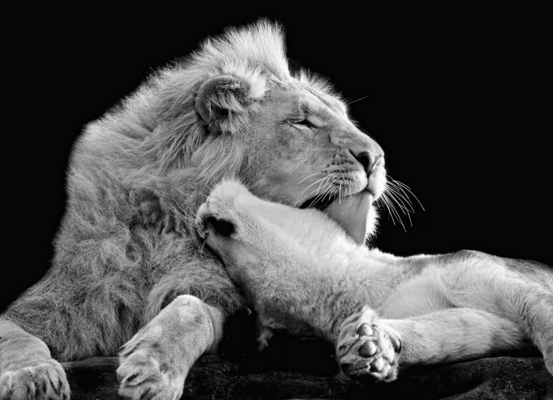 1080P, lions, monochrome, Leo, lioness, wild cats, black and white, love, affection