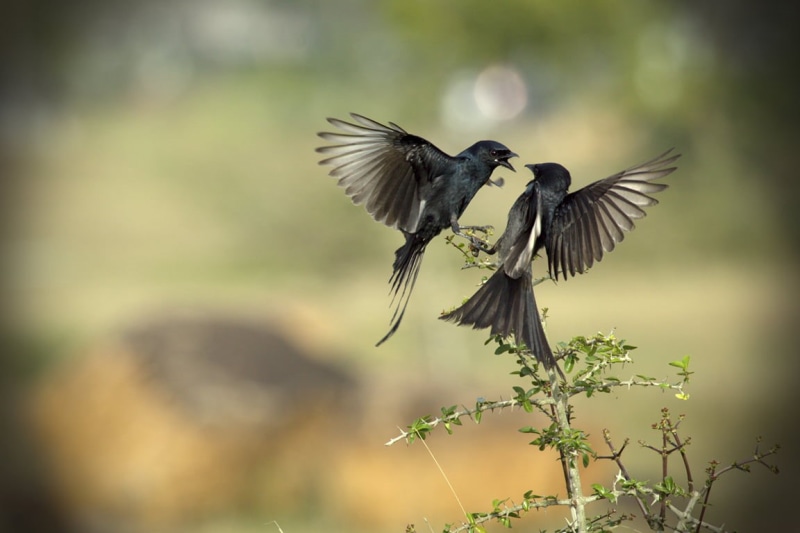 flying, tamilnadu, india, facing, pic, animal Wing, Drongo, photos, Valentines Day, romance, photography, animal, emotion, branch, Love ♥ Happy, flight