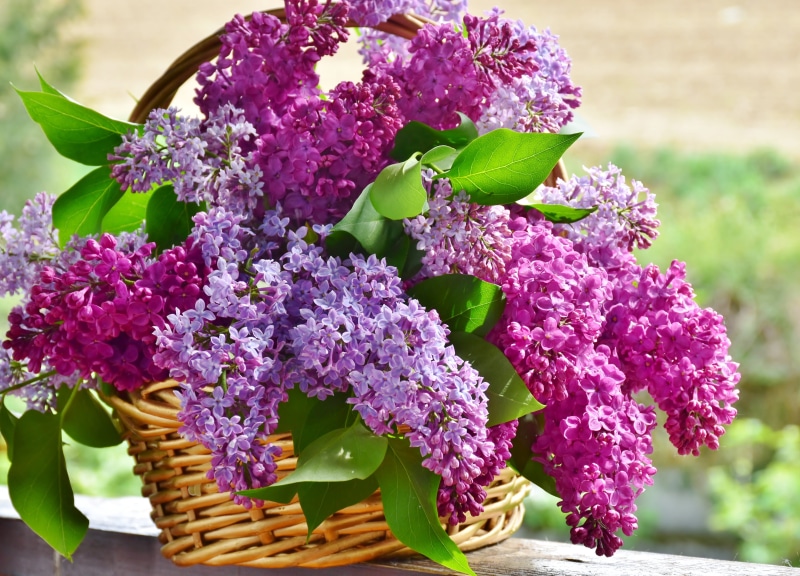 violet, bunch of flowers, plant part, outdoors, plant, mothers day, petal, growth, color, close, purple flower, garden, flower arrangement, arrangement