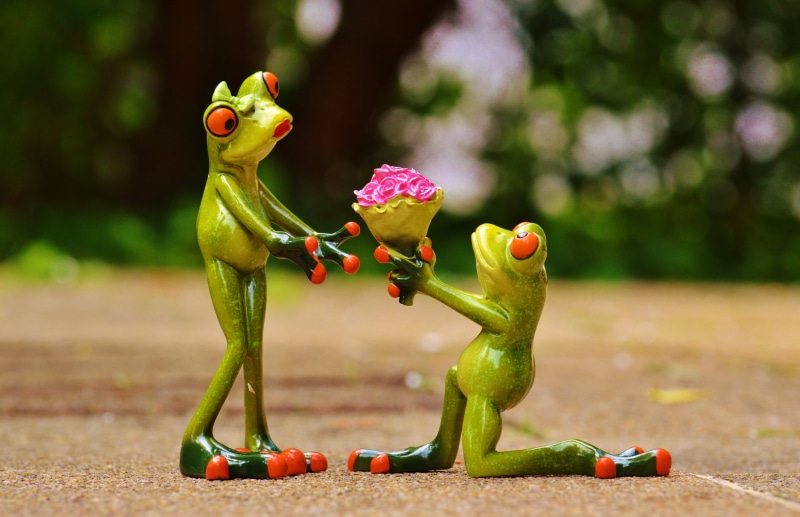 frogs, roses, greeting, knee, nature, two, close-up, excuse me, creativity, i beg your pardon, representation, marriage proposal, forgive, day, red, green color
