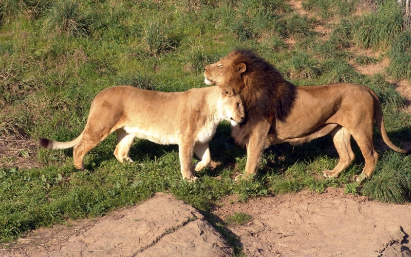 nature, two animals, side view, vertebrate, animal, large, big Cat, plain, animals And Pets, 2K, kenya, undomesticated Cat, animals Hunting, carnivore