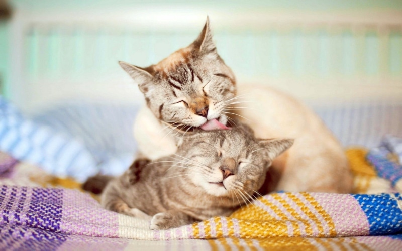 sleeping, home Interior, couple, beauty, whisker, tired, care, animal head, purebred Cat, affection, resting, animal themes, eyes closed, 1080P, love