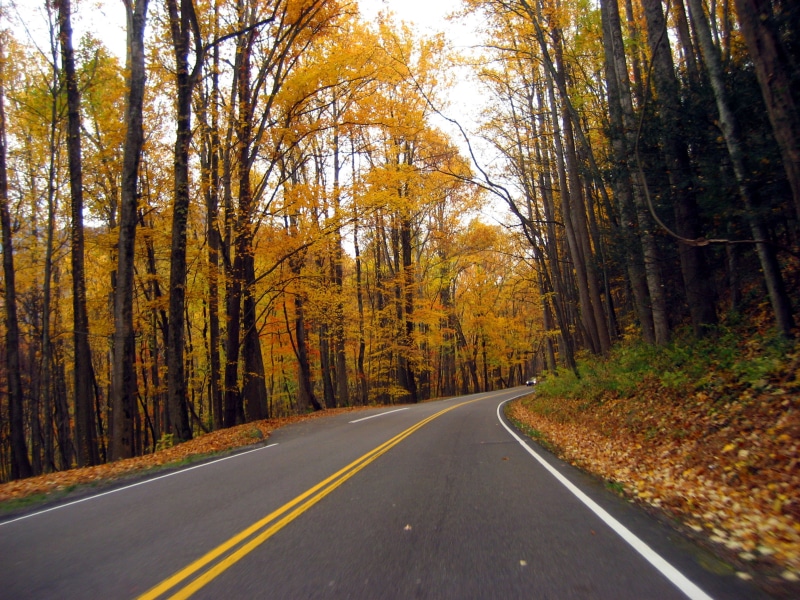 symbol, marking, 2K, plant, smoky, no People, road marking, land, tree, great, tranquil scene, United States, long, scenics, trees, photos, transportation