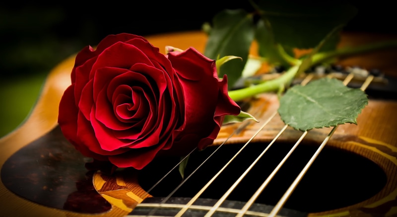 freshness, music, plant, flowers, plant part, flowering plant, vulnerability, focus on foreground, no people, rose - flower, flower head, fragility, string instrument