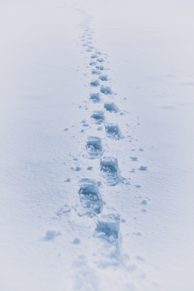 footprint, deep snow, white color, boot, cold temperature, land, outdoors, tranquility, impression, animal track, winter, field, day, snow, no people, nature
