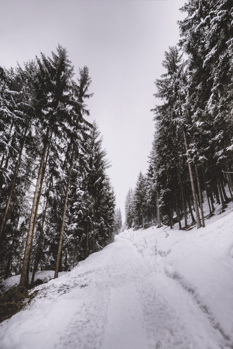 snow, pathway, 5K, tranquility, winter, road, coniferous tree, covering, land, nieve, snowing, covered, cold temperature, scenics - nature, sky, the way forward