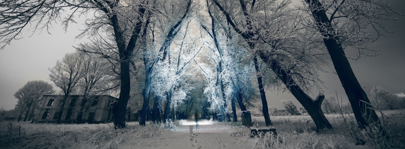scenics - nature, Beautiful, Winter, Snow, Path, land, no people, beauty in nature, green, woodland, branch, tree, forest, treelined, frozen, Seasons, cold temperature