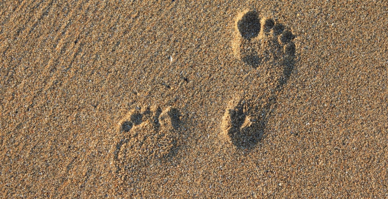 sunlight, high angle view, track - imprint, 5K, holiday, walk, animal track, vacation, web header, summer, footstep, outdoors, outdoor, design, foot, no people