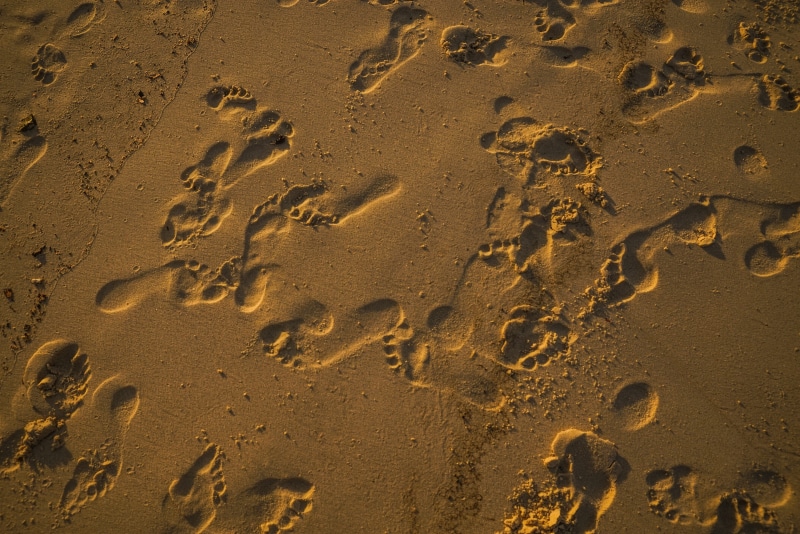 footprint, mystery, pattern, track - imprint, nature, photo, land, outdoors, sand, high angle view, water, 4K, paw print, full frame, mark, day, shore
