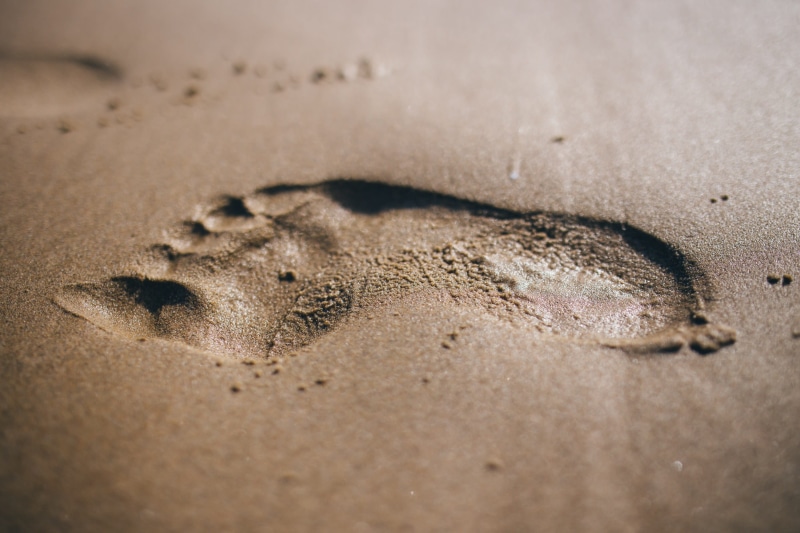land, no people, animal wildlife, close-up, sea, animal themes, travel, animals hunting, beach, backgrounds, footprint, animals in the wild, animal track