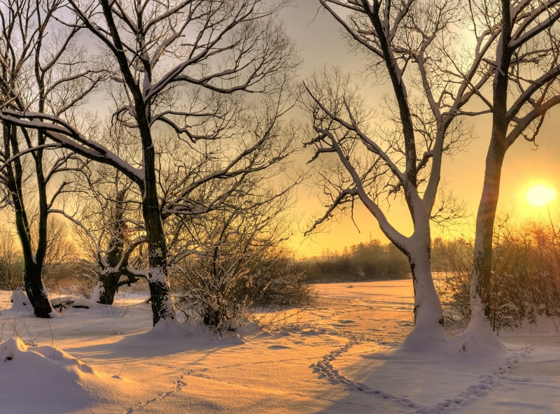 land, Winter, scenics - nature, tranquility, sky, bare tree, outdoors, Seasons, trees, field, branch, beauty in nature, Snow, cold temperature, cold, plant
