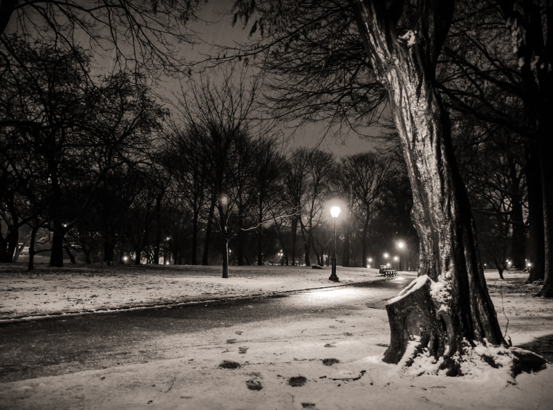 photo, new, manhattan, winter, new york, central, america, united states, Black and White, trunk, city, york, tree trunk, illuminated, tranquility