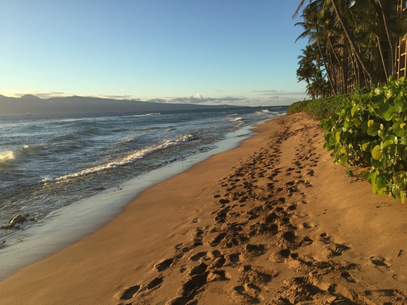 water, walk, coast, Footprints, path, beauty in nature, no people, nature, summer, tree, 2K, tranquility, tranquil scene, relaxation, hawaii, pacific