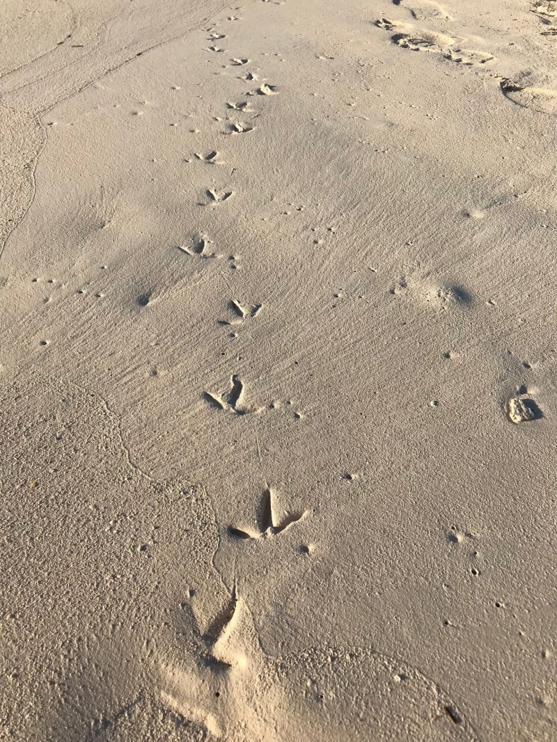 dune, 1080P, footstep, animal track, outdoors, nature, track - imprint, desert, shore, backgrounds, pattern, high angle view, seaside, tranquility, beach